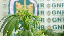 Imagem de Homem detido por cultivo de cannabis em casa