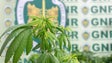 Imagem de Homem detido por cultivo de cannabis em casa