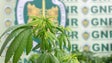 Homem detido por cultivo de cannabis em casa