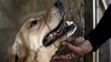 Imagem de Associação lança campanha de recolha de alimentos para animais (Vídeo)