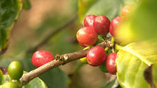 Rui Nabeiro queria ver crescer a produção de café nos Açores