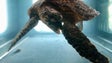 Tartaruga rara não resistiu a infeção por ingestão de plásticos