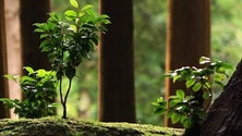 Imagem de Quase cinco mil contraordenações relacionadas com o ambiente