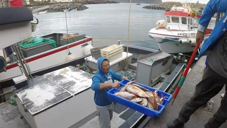 Federação de pescas quer testar todos os pescadores