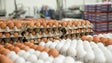 Produção de ovos e abate de carne de frango aumentaram na Madeira
