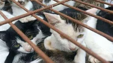 Imagem de Polícia resgata quase 150 gatos destinados ao consumo humano na China