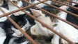 Polícia resgata quase 150 gatos destinados ao consumo humano na China