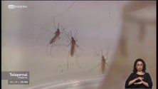 Atividade do mosquito aedes aegypti aumentou na Madeira (vídeo)