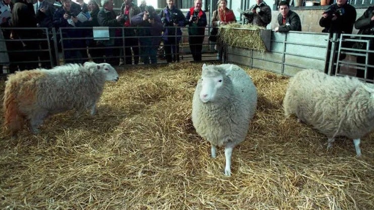 Foi há 25 anos que nasceu a ovelha Dolly
