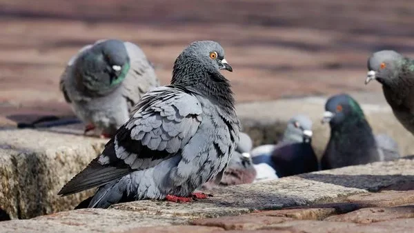 Imagem de Câmara Municipal do Funchal está averiguar a morte de pombos na cidade