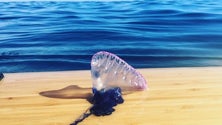 Imagem de Caravelas invadem praia do Porto Pim (Vídeo)