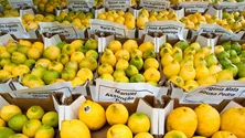 Imagem de Mais de 600 os agricultores na Mostra do Limão (áudio)
