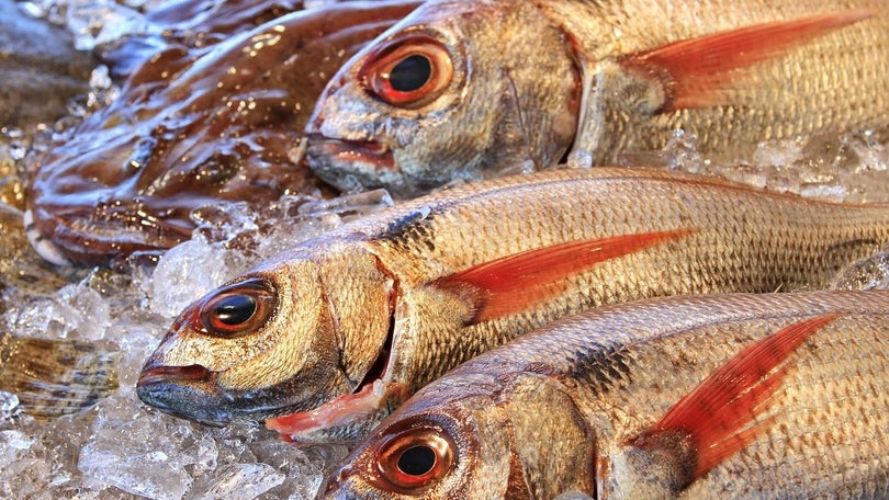 Imagem de Pesca de março