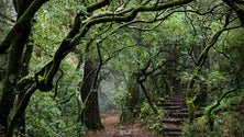 Imagem de Arranca hoje candidatura à Bolsa Nacional de Espécies Florestais Autótones