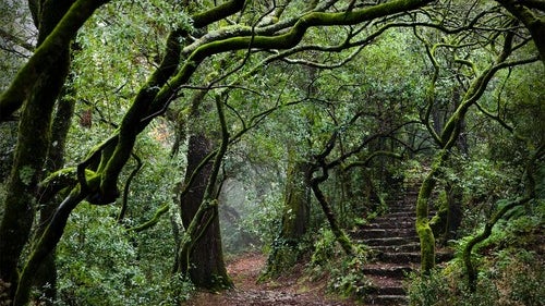 Imagem de Arranca hoje candidatura à Bolsa Nacional de Espécies Florestais Autótones