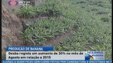 Mais 30% de banana no verão (Vídeo)