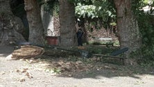 Imagem de Caiu um galho no Monte onde em 2017 ocorreram 13 mortes (áudio)