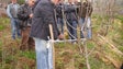 Imagem de Associação de Agricultores da Madeira satisfeita com os seguros de colheita