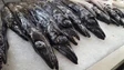 Imagem de Madeira já pescou  mais espada-preto do que no ano passado (áudio)