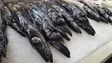 Madeira já pescou  mais espada-preto do que no ano passado (áudio)