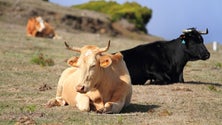 Regresso do gado à serra divide opiniões na Madeira