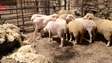 Criadores de gado pedem reaproveitamento da lã das tosquias