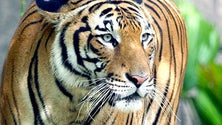 Imagem de Tigre em jardim zoológico de Nova Iorque testou positivo para a Covid-19