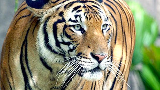 Imagem de Tigre em jardim zoológico de Nova Iorque testou positivo para a Covid-19