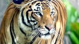 Tigre em jardim zoológico de Nova Iorque testou positivo para a Covid-19