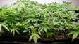 Imagem de UMa debate impacto da introdução de cannabis no Canadá