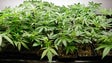 UMa debate impacto da introdução de cannabis no Canadá
