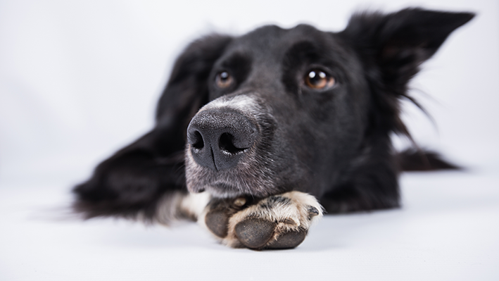 Abandono de animais agravou-se durante a pandemia