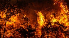 Imagem de Encontrado corpo carbonizado no interior de viatura durante combate a incêndio em Leiria