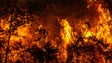 Imagem de Encontrado corpo carbonizado no interior de viatura durante combate a incêndio em Leiria