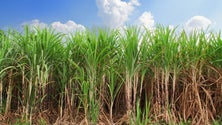 Agricultores falam em grandes prejuízos (áudio)