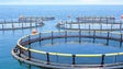 Daqui a três anos a Madeira pode estar a produzir 14 mil toneladas de peixe em regime de aquacultura