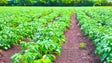 Imagem de Municípios devem rever taxas cobradas às explorações agrícolas (Vídeo)