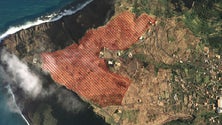Imagem de Governo cede terrenos na Ponta do Pargo para pasto