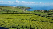 Imagem de Confraria dinamiza promoção do chá dos Açores (Vídeo)