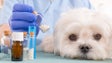 Imagem de Crescem casos de falsos veterinários e de animais encharcados em antibióticos