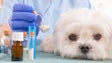 Crescem casos de falsos veterinários e de animais encharcados em antibióticos