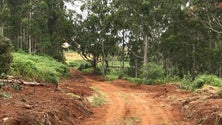 Imagem de Governo Regional vai recuperar 180 km de rede viária florestal este ano