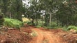 Imagem de Governo Regional vai recuperar 180 km de rede viária florestal este ano