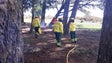 Funchal define projeto de prevenção de fogos florestais orçado em 600 mil euros