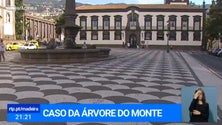 Imagem de Tribunal decide a 13 de novembro se caso da árvore do Monte vai a julgamento (Vídeo)
