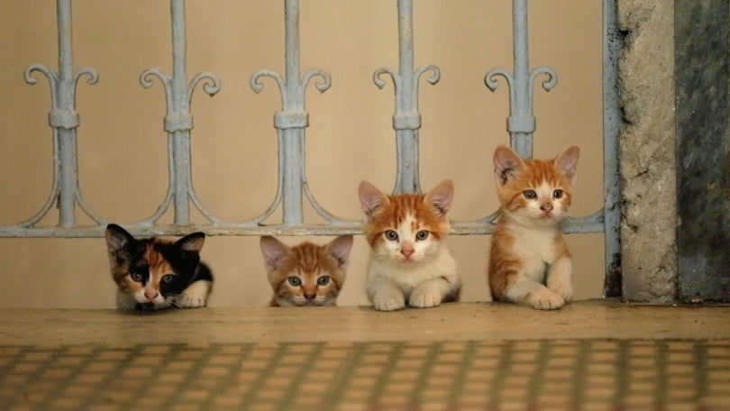 Imagem de Instituto científico polaco classifica gatos como espécie invasiva alienígena