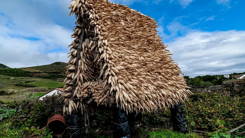 Imagem de Festival da Biosfera