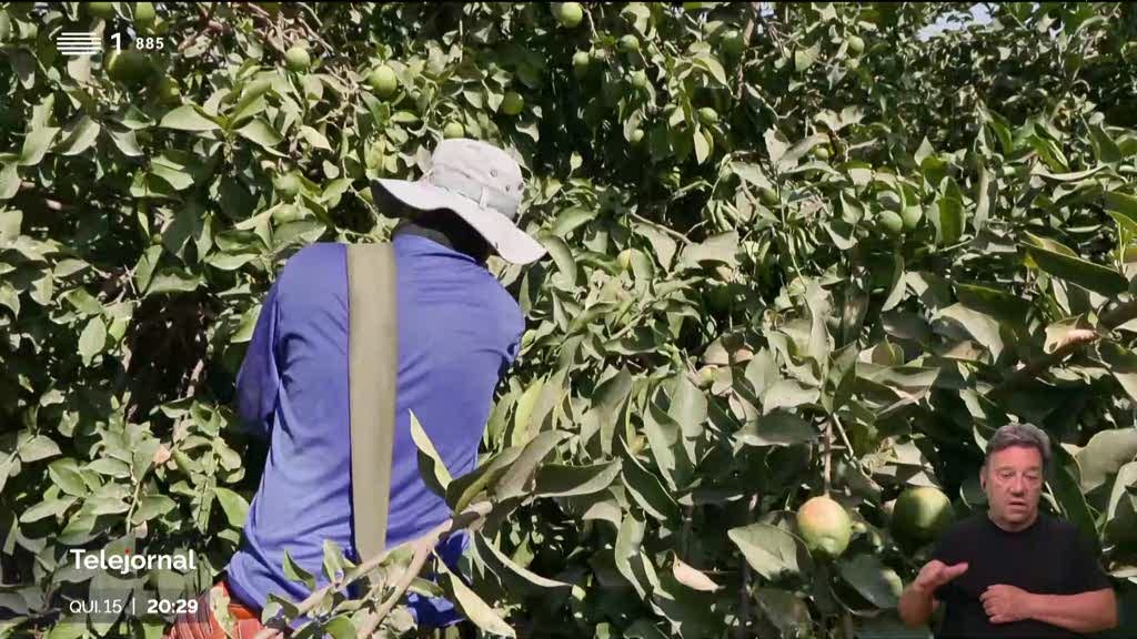 RTP em Israel. Guerra afeta grandes plantações agrícolas