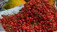 Venda ambulante de fruta começa hoje no Funchal (áudio)
