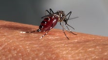 Imagem de População do mosquito transmissor da dengue está a aumentar na Madeira (Áudio)
